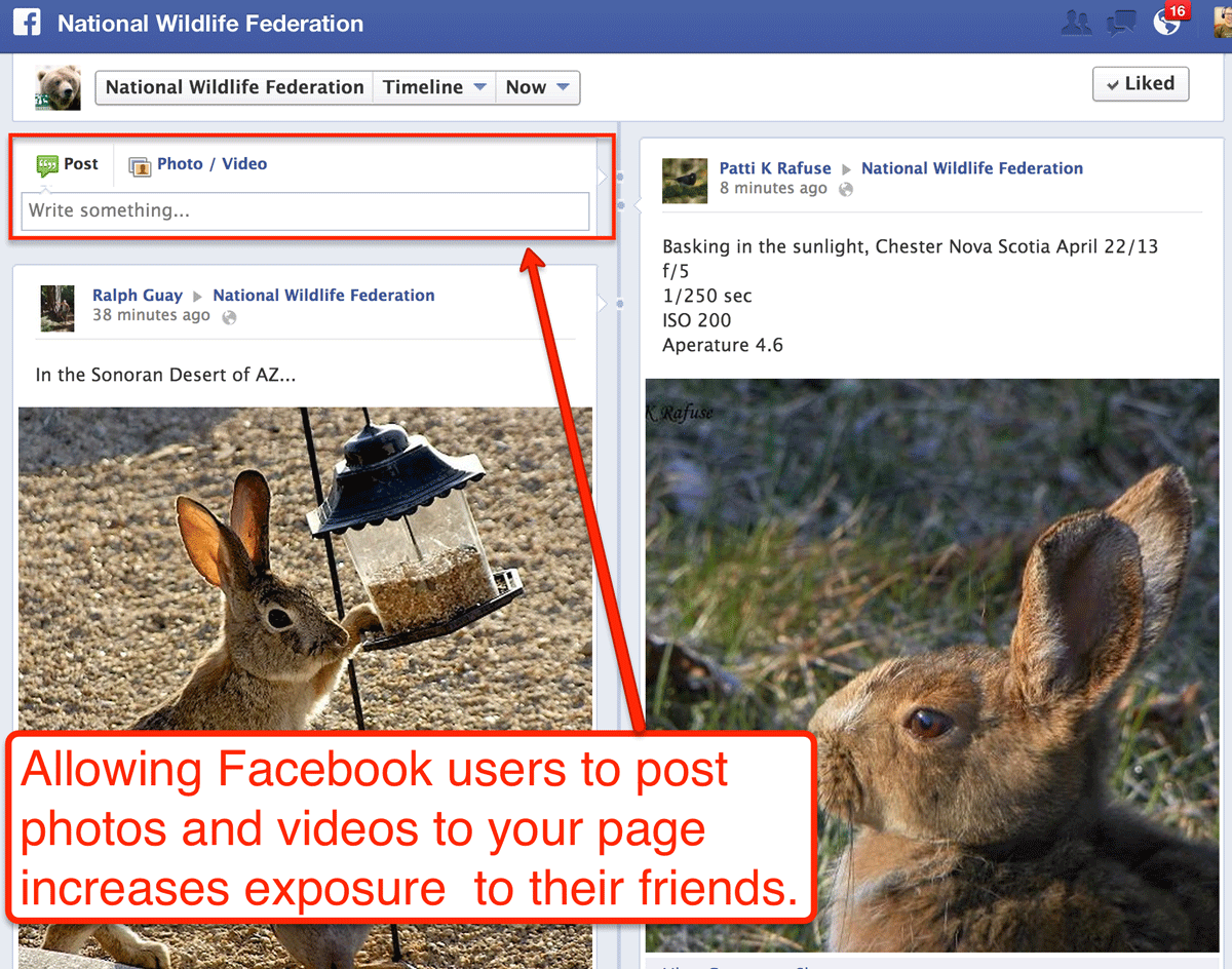 national wildlife - letting people post content