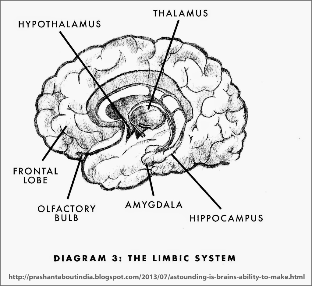 limbic-system